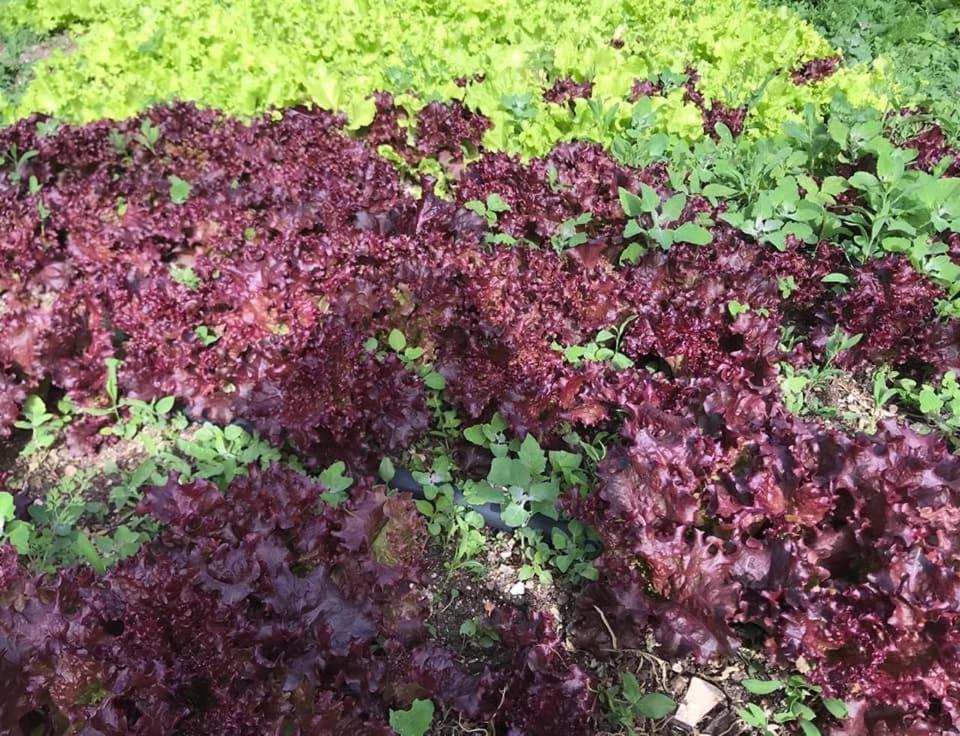 Bujtina Hader Xhebro Tepelene Exterior foto